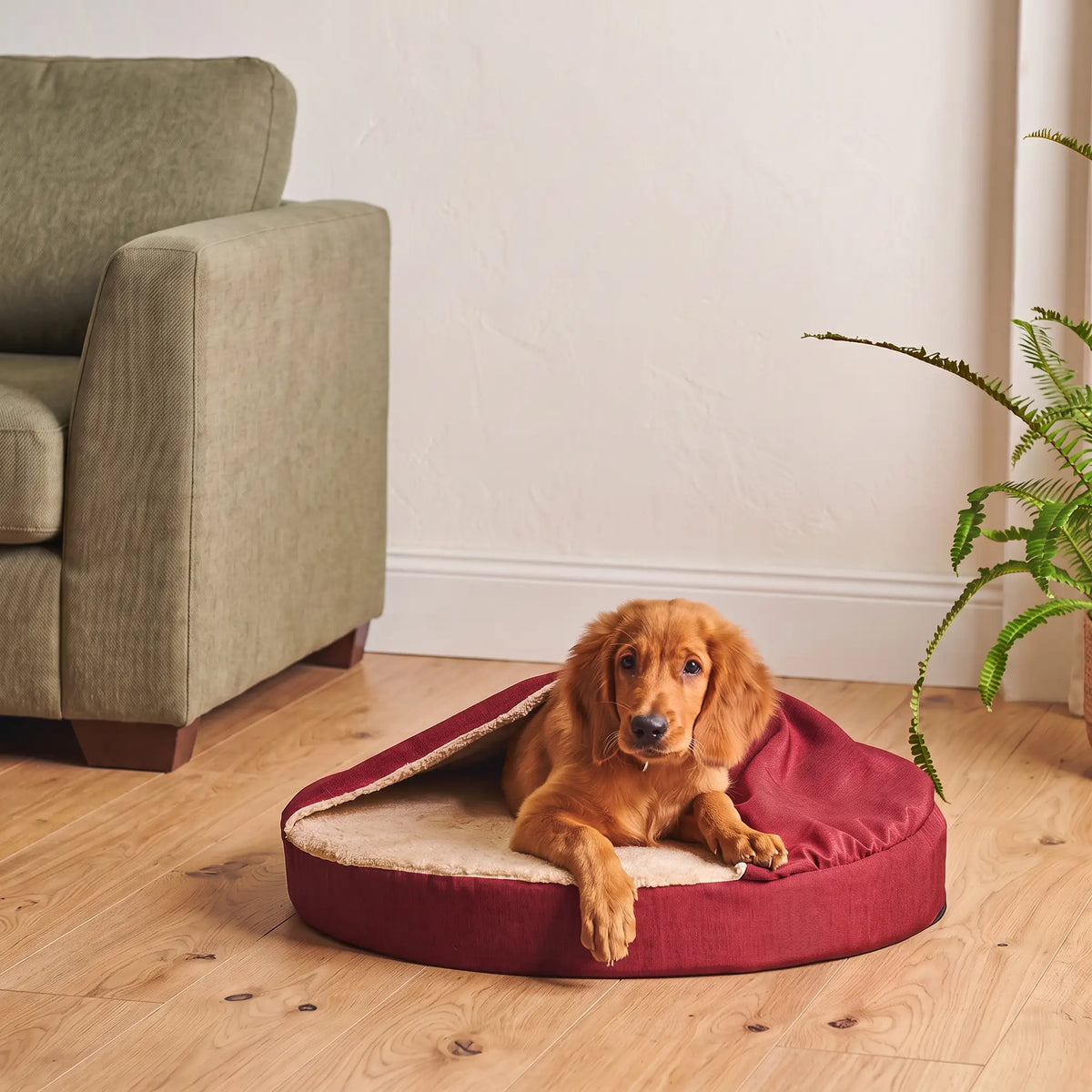 Pet Cave